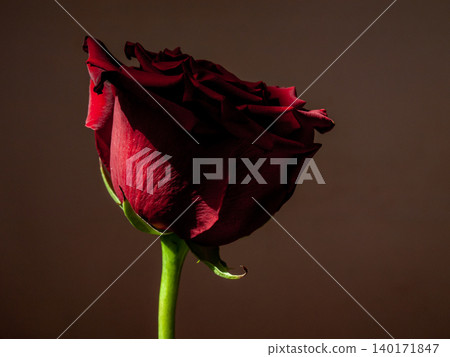 Low key macro photo of a single rose bud in a sliding beam of light. 140171847
