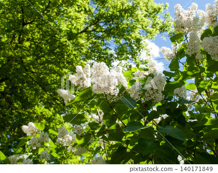 Lush clusters of beautiful white lilac blooming in a spring garden in May. Lush clusters of beautiful white lilac blooming in a spring garden in May. 140171849