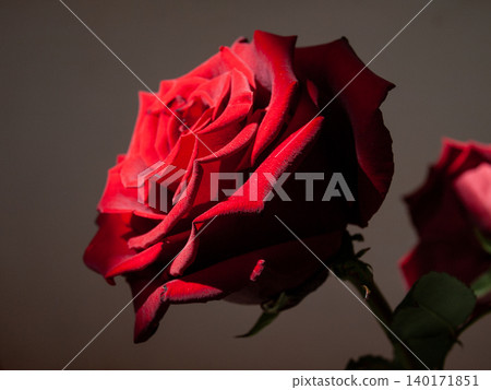 Romantic still life of a beautiful red rose bouquet as a symbol of love. Romantic still life of a beautiful red rose bouquet as a symbol of love. 140171851
