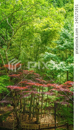 Tranquil Japanese garden with bamboo, maple trees, and stone lantern Tranquil Japanese garden with bamboo, maple trees, and stone lantern 140171931