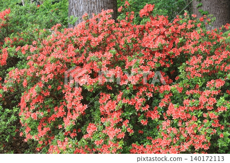 Azalea of Japanese garden Azalea of Japanese garden 140172113