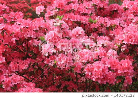 日本庭園的杜鵑花 日本庭園的杜鵑花 140172122