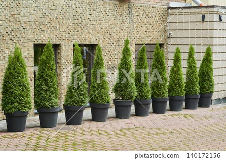 Elegant green trees line a modern brick wall in a serene urban setting Elegant green trees line a modern brick wall in a serene urban setting 140172156