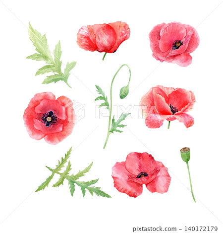 Red poppy flowers, buds, and green leaves watercolor isolated illustration set. Hand drawn botanical meadow flowers clipart for invitations, summer floral design projects. Bright detailed drawing. Red poppy flowers, buds, and green leaves watercolor isolated illustration set. Hand drawn botanical meadow flowers clipart for invitations, summer floral design projects. Bright detailed drawing. 140172179