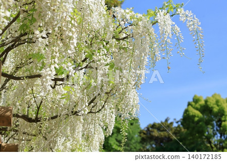 橫須賀菖蒲園的富士花 140172185