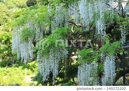 橫須賀菖蒲園的富士花 140172202