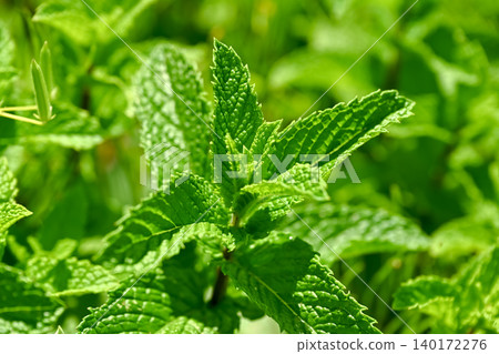 薄荷 薄荷 140172276