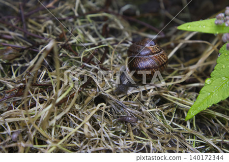 Large Snail Crawling Across Dry Straw and Twigs Large Snail Crawling Across Dry Straw and Twigs 140172344