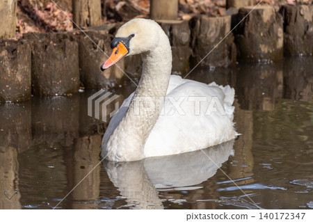 Mute swans swimming by the edge of the pond Mute swans swimming by the edge of the pond 140172347