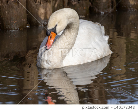 Close-up of a mute swan swimming on the water's surface. Close-up of a mute swan swimming on the water's surface. 140172348
