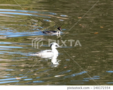 A male and female smew swimming in a pond A male and female smew swimming in a pond 140172354