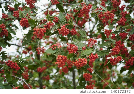 Bright red berries adorn lush green branches on a sunny day in nature's bounty Bright red berries adorn lush green branches on a sunny day in nature's bounty 140172372