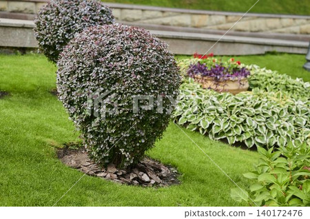 Curved green shrubs enhance the beauty of a vibrant garden in springtime Curved green shrubs enhance the beauty of a vibrant garden in springtime 140172476