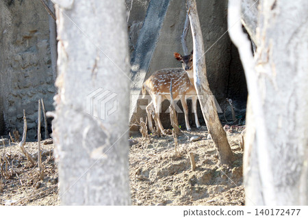 deer deer 140172477