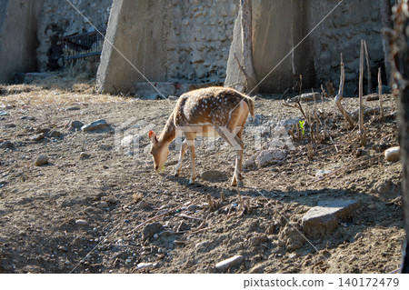 deer deer 140172479
