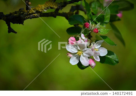 A beautifully blossoming fruit tree - an apple tree. White flowers in nature and spring time. Background for May. A beautifully blossoming fruit tree - an apple tree. White flowers in nature and spring time. Background for May. 140172491