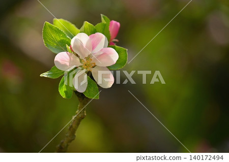 A beautifully blossoming fruit tree - an apple tree. White flowers in nature and spring time. Background for May. A beautifully blossoming fruit tree - an apple tree. White flowers in nature and spring time. Background for May. 140172494