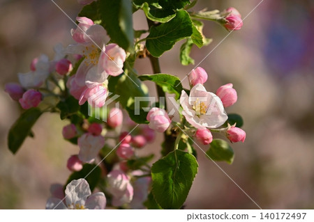 A beautifully blossoming fruit tree - an apple tree. White flowers in nature and spring time. Background for May. 140172497