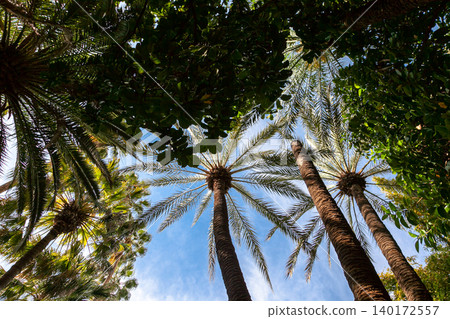 bamboo, tree, wood 140172557
