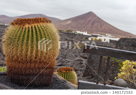 cactus, lanzarote, desert 140172583