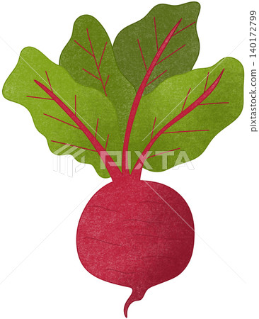 red beetroot vegetable red beetroot vegetable 140172799
