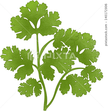 green coriander plant 140172806