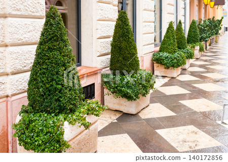 Elegant greenery lines a charming stone walkway Elegant greenery lines a charming stone walkway 140172856