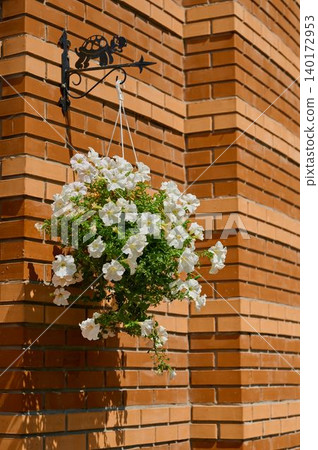 Petunias sway gently in the warm sunlight Petunias sway gently in the warm sunlight 140172953