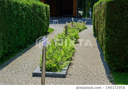 Lush pathway lined with ferns and hedges Lush pathway lined with ferns and hedges 140172958