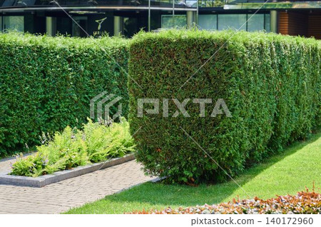 Lush green hedges define a tranquil garden space Lush green hedges define a tranquil garden space 140172960