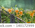 Close up photo of orange daylilies with trumpet shaped petals blooming beside a weathered metal fence. 140172999