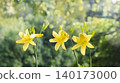 Close up photo of three bright yellow lilies in full bloom with six petals and visible stamens on tall green stems. 140173000