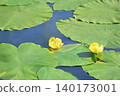 Close up photo of two yellow water lilies blooming among large green lily pads on a calm pond. 140173001