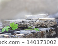 Close up photo of a small green plant with bright leaves growing on weathered concrete or stone 140173002
