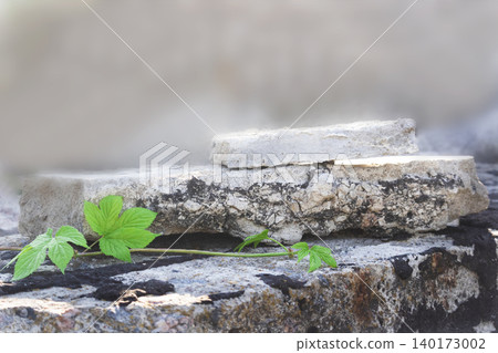 Close up photo of a small green plant with bright leaves growing on weathered concrete or stone Close up photo of a small green plant with bright leaves growing on weathered concrete or stone 140173002