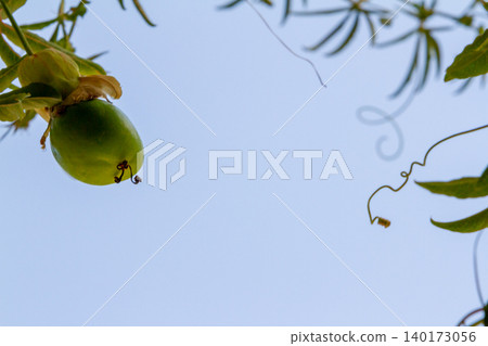 Background texture of flowers framing a plant canvas for design Background texture of flowers framing a plant canvas for design 140173056