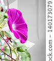 Morning sun 140173079