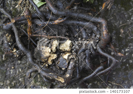 Gnarled Dark Plant Roots and Mud Texture Closeup Gnarled Dark Plant Roots and Mud Texture Closeup 140173107