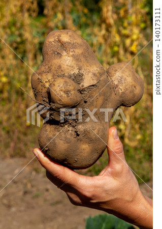 A hand holds a strange and large potato in an orchard	 140173111