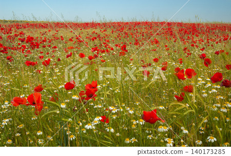 wide angle of planting of flowering poppies in spring wide angle of planting of flowering poppies in spring 140173285