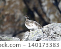 Rock ptarmigan inhabit the rocky areas of the Japanese Alps. 140173383