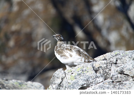 Rock ptarmigan inhabit the rocky areas of the Japanese Alps. Rock ptarmigan inhabit the rocky areas of the Japanese Alps. 140173383