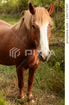 Vertical Shot of a Brown Horse in a Rural Farm Landscape Vertical Shot of a Brown Horse in a Rural Farm Landscape 140173387