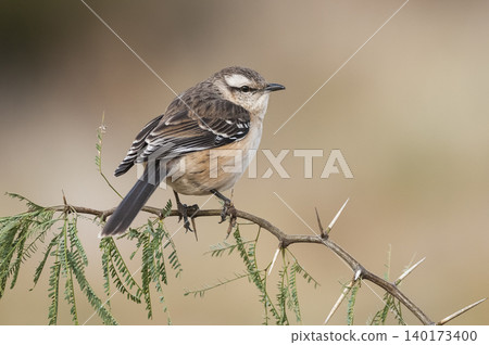 White banded mokingbird, in spinal forest environment , Pampas, Argentina. 140173400