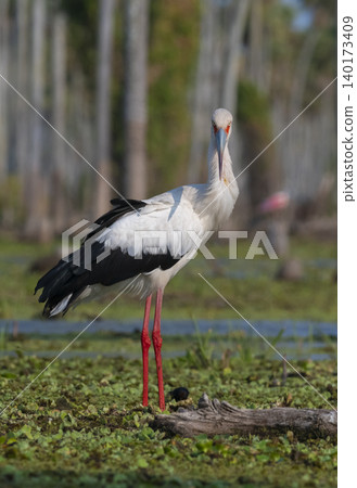 Maguari Stork, La Estrella marsh, Nature Reserve, Formosa Province, Argentina. Maguari Stork, La Estrella marsh, Nature Reserve, Formosa Province, Argentina. 140173409