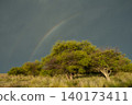 Calden forest landscape, Prosopis Caldenia plants, La Pampa province, Patagonia, Argentina. 140173411