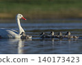 Coscoroba swans in lagoon envirinment, La Pampa 140173423