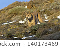 Cougar walking in mountain environment, 140173469