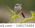 Bay winged Cowbird in Calden forest environment, 140173484