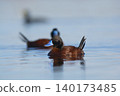 Lake Duck in Pampas Lagoon environment,  140173485